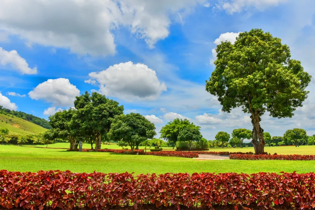 Jardim da Saudade - unidade Paciência